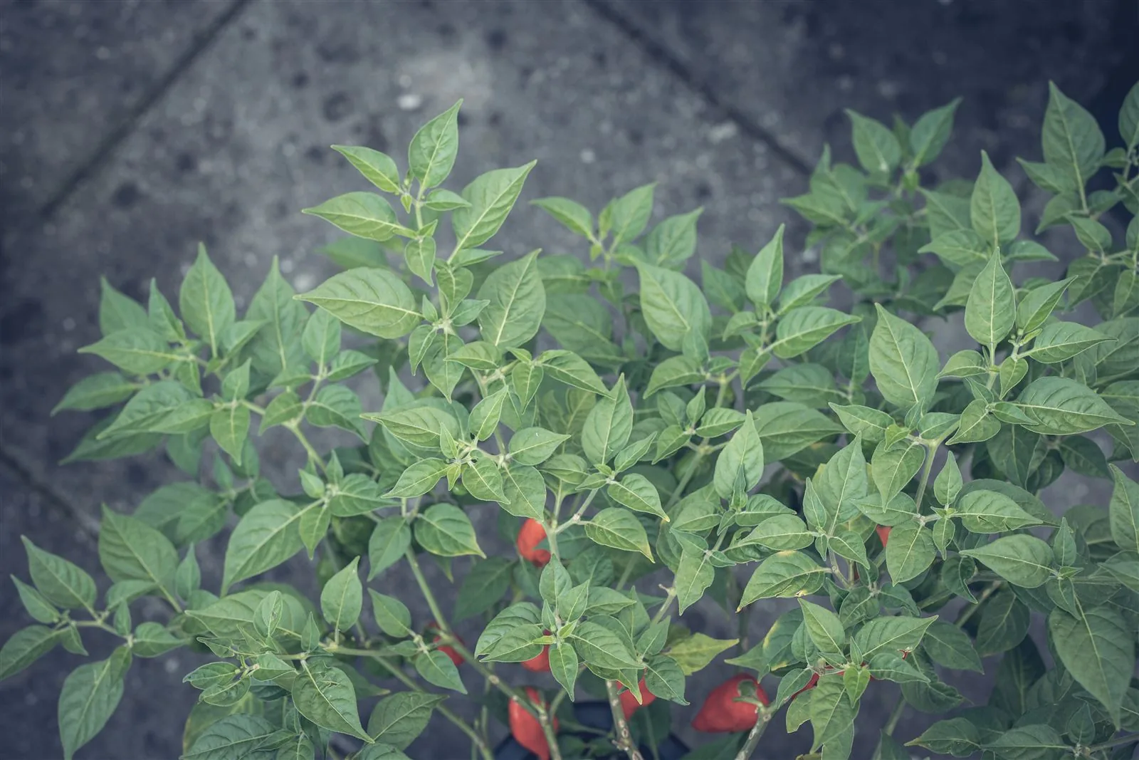 Rote Chilis an der Pflanze