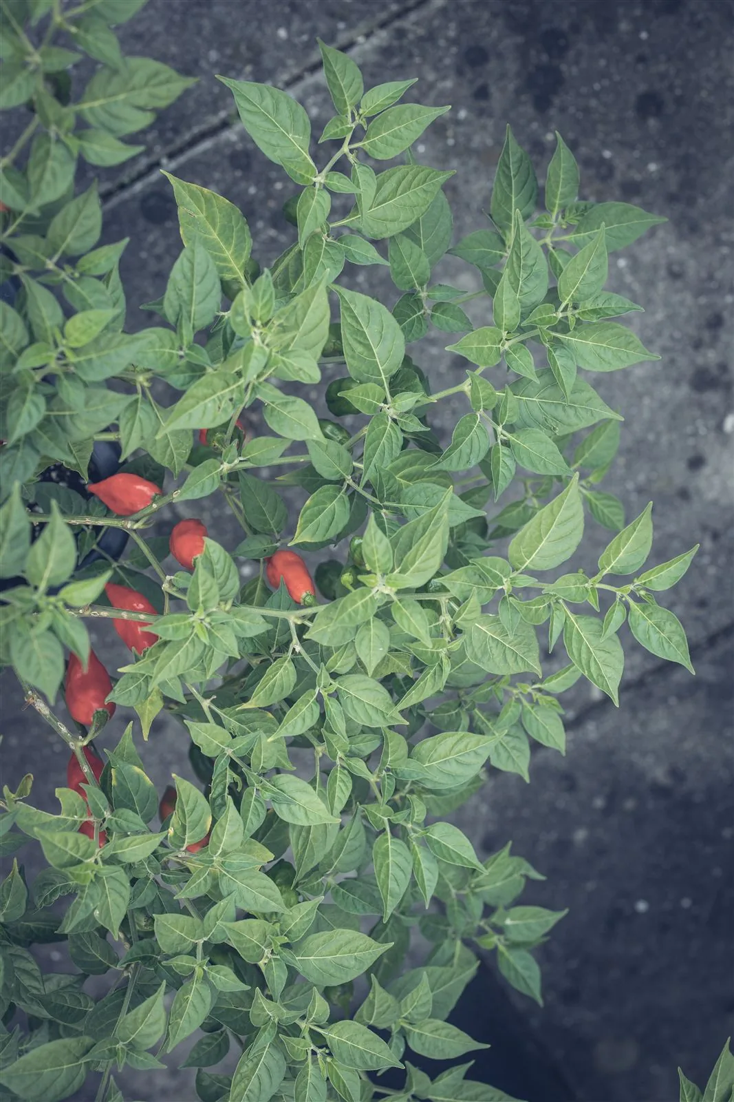 Reife rote Chilis