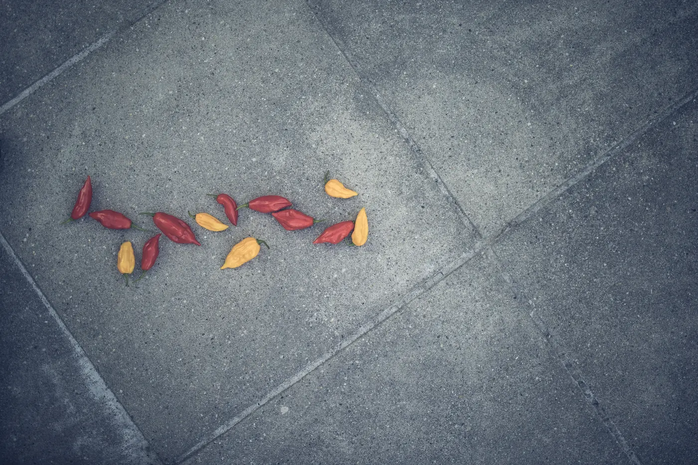 Frisch geerntete Chilis auf Beton