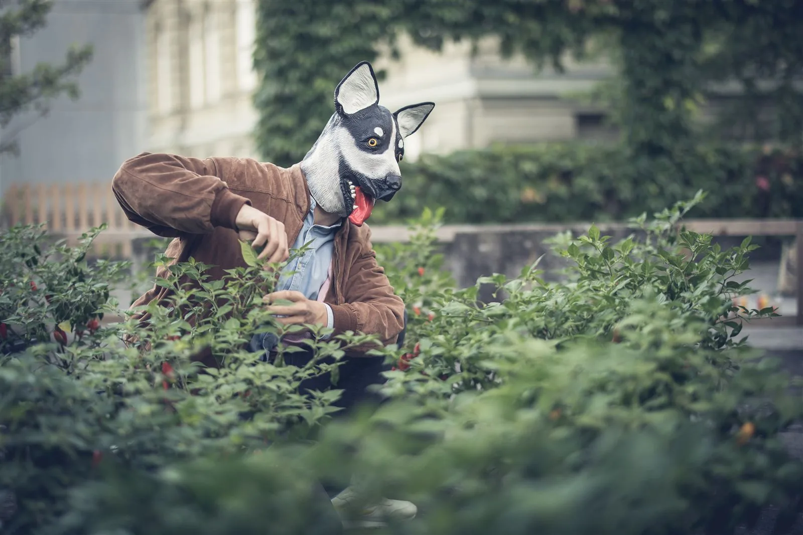 Der Jungle Døg bei der Arbeit in der Chili-Plantage
