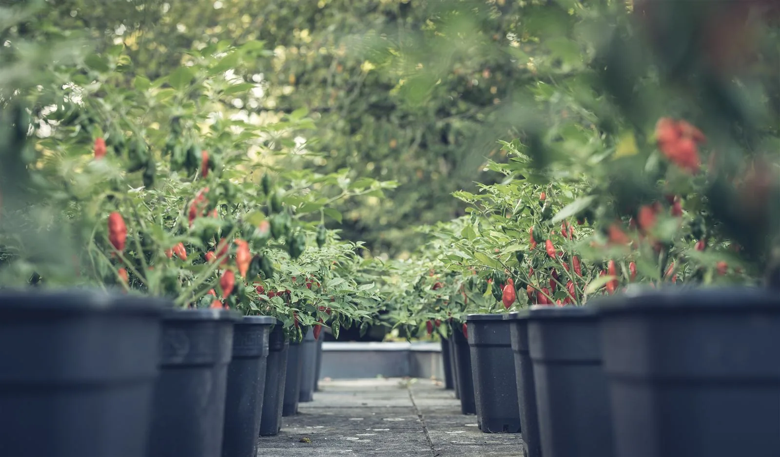 Chili-Plantage mitten in Bern